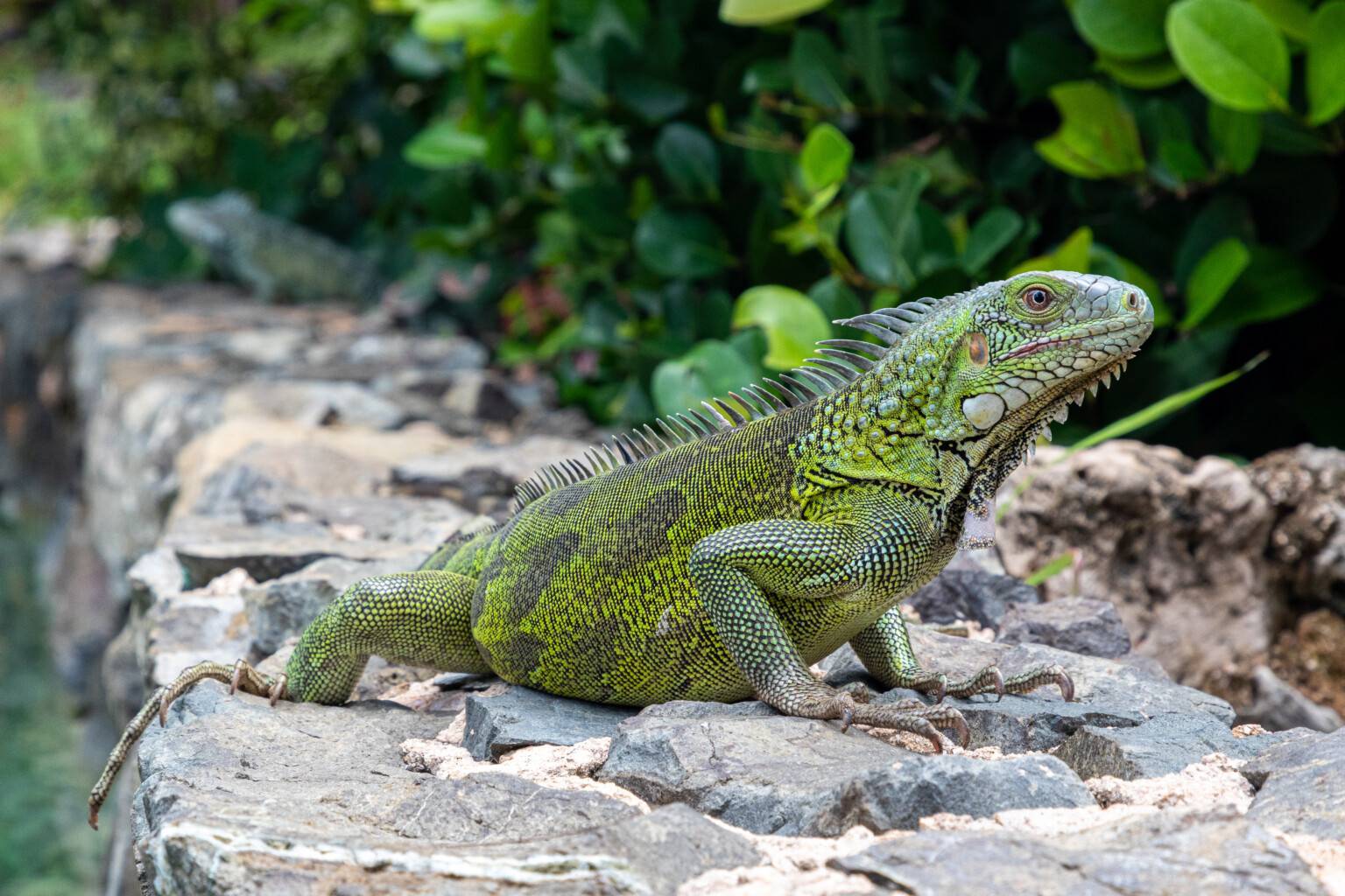 igua-1536×1024