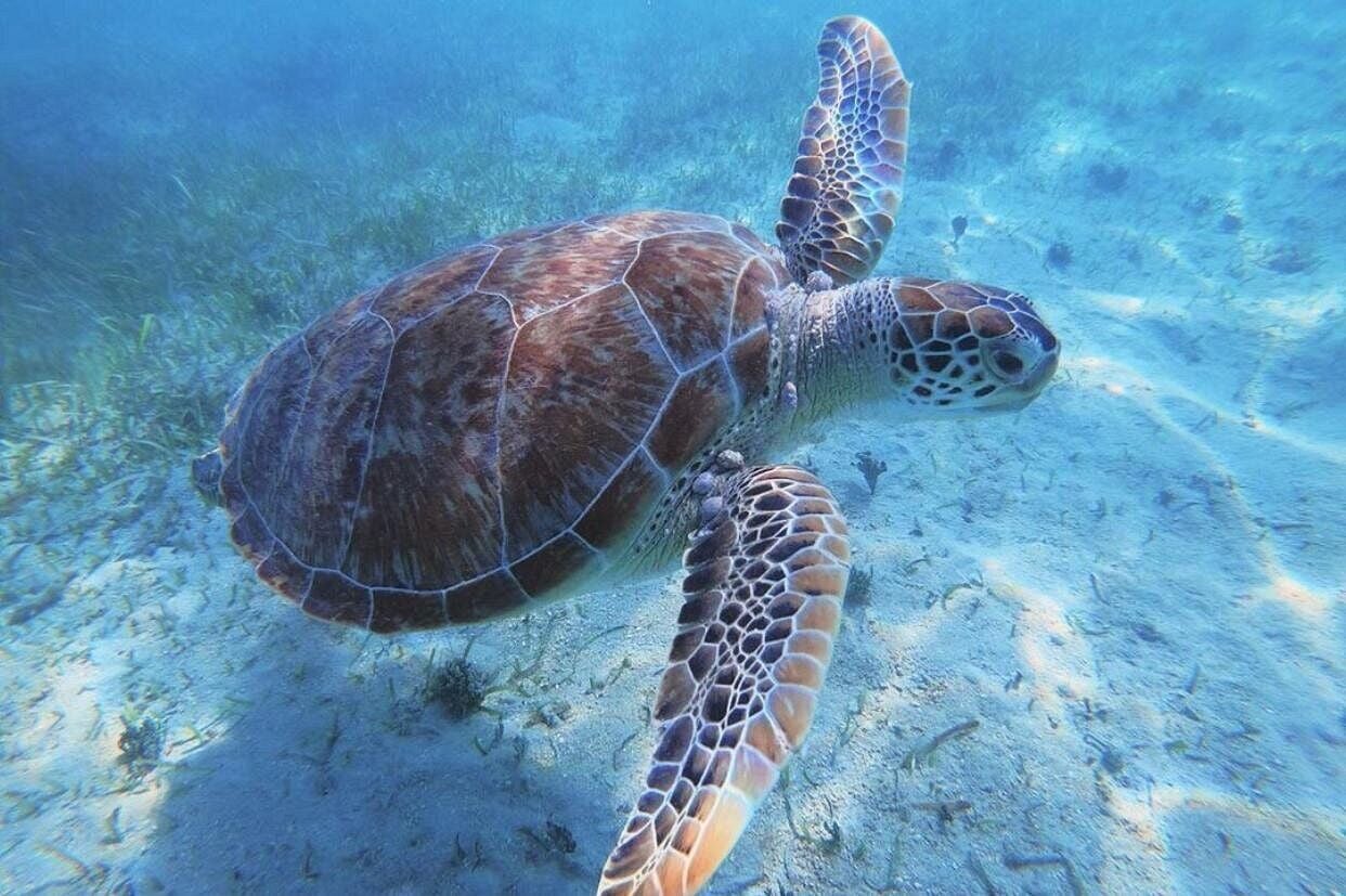 Anguilla and Prickly Pear turtle day trip