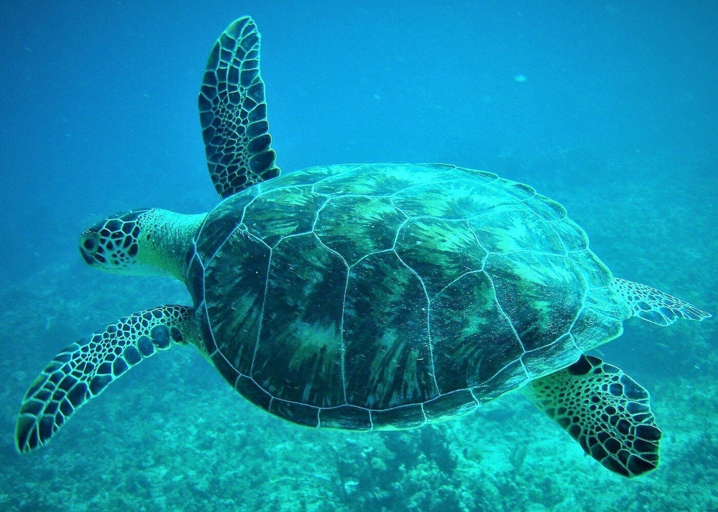 Sea turtle snorkeling tour in St Maarten