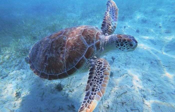 Swim with turtles St Maarten boomerang 2