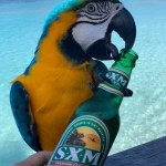 mr-parrot-loves-sxm-beer-01